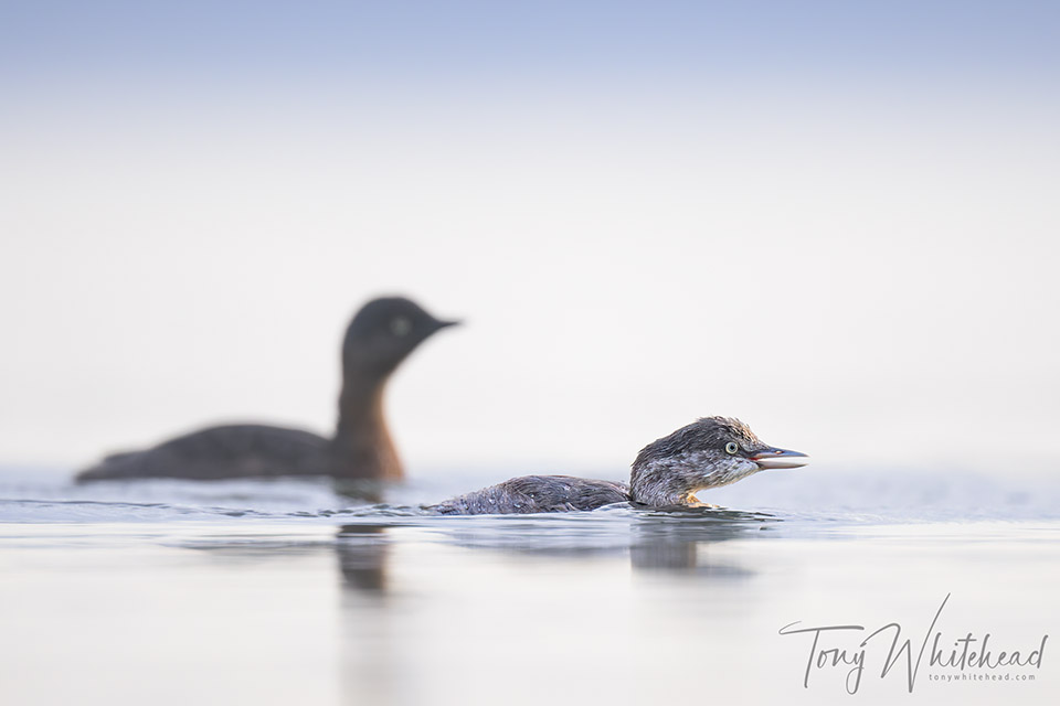 Photo of a Weweia/NZ Dabchick juvenile