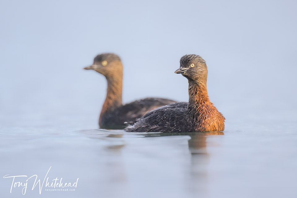 Photo of Weweia/NZ Dabchick pair
