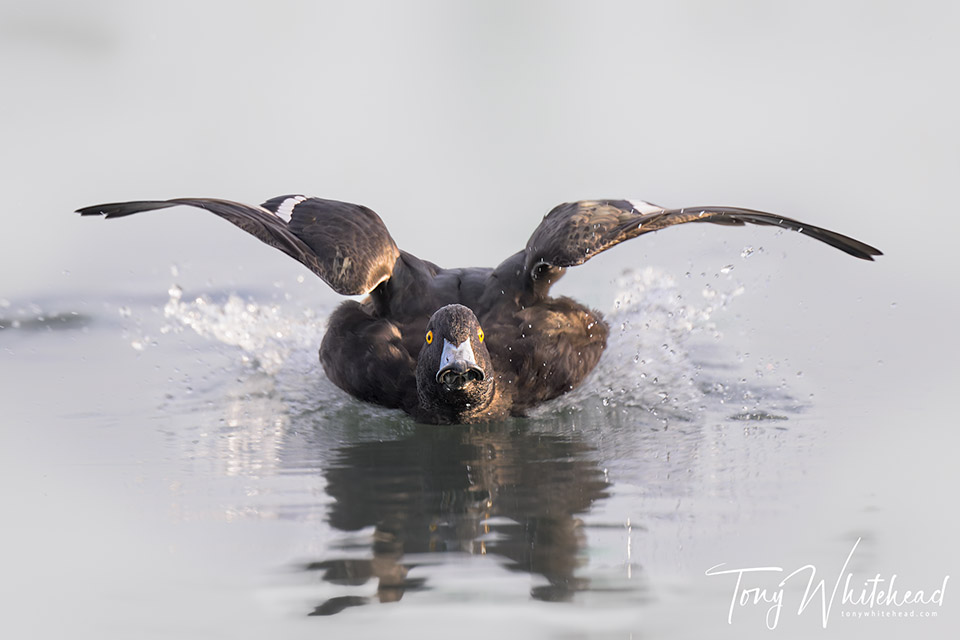 Photo of Scaup splashdown