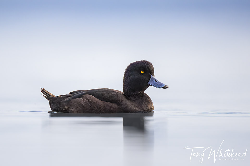 Photo of Papango/NZ Scaup on calm water
