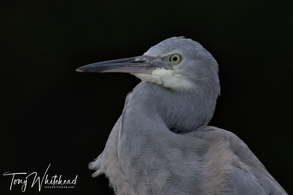 Photo of a juvenile Matuku moana/White-faced heron