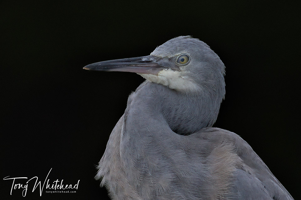 Photo of a Juvenile Matuku moana/White-faced heron with nictitating membrane covering the eye
