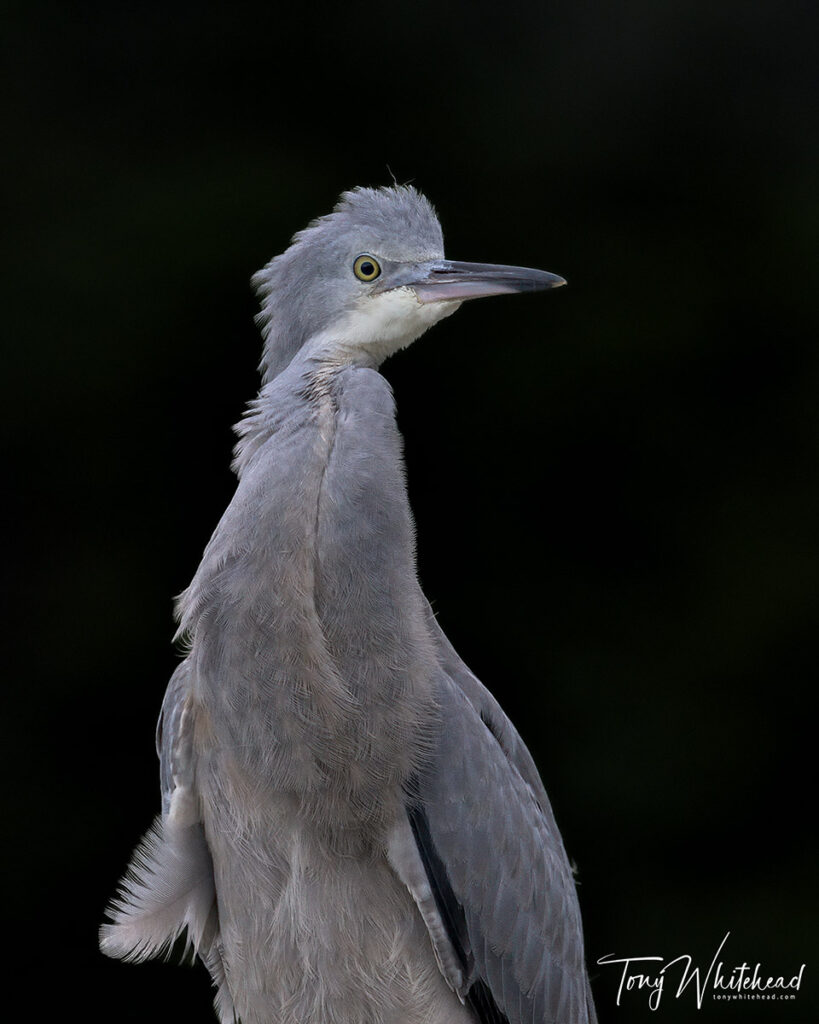 Matuku moana/White-faced heron fledgeling low key image