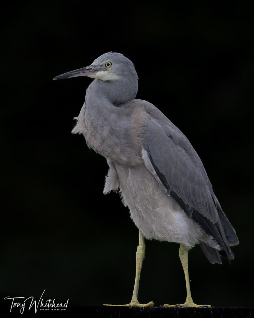 Matuku moana/White-faced heron fledgeling low key image