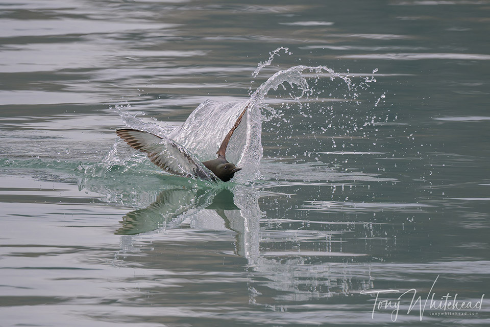 Black guillemot splashes down in flat water
