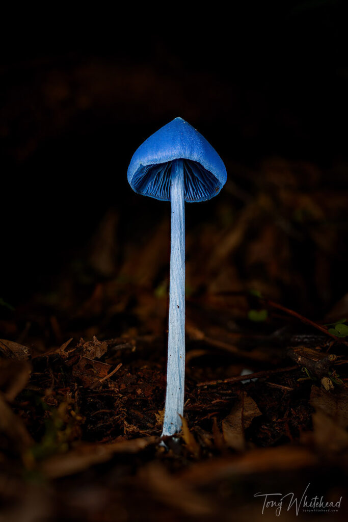 Single blue mushroom towering up from the leaf litter