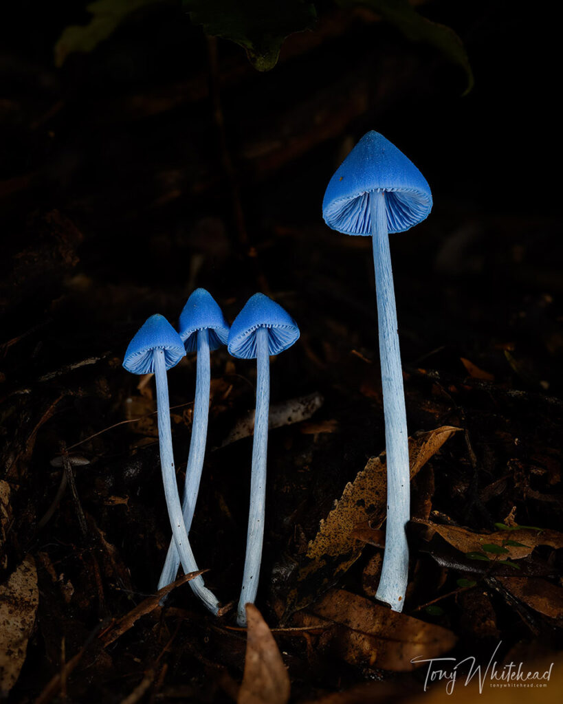 Entoloma hochstetteri mother and daughters