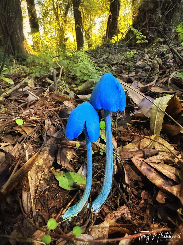 Blue mushrooms photographed in context with iPhone 14 Pro