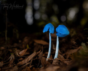 Blue Mushrooms – Trying to Photograph the Feeling