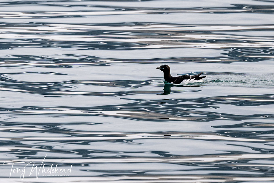 Photo of a Brunnich's guillemot in a pattern of reflections