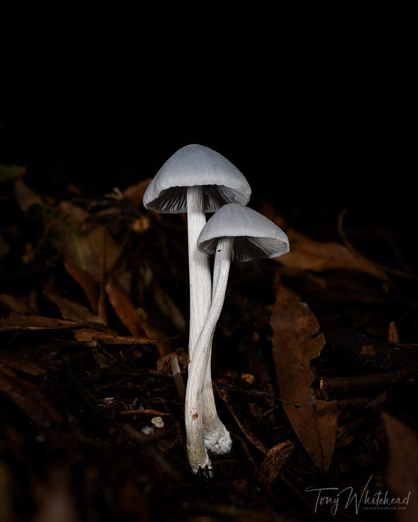 Pair of grey Entoloma  mushrooms rising  from the leaf litter