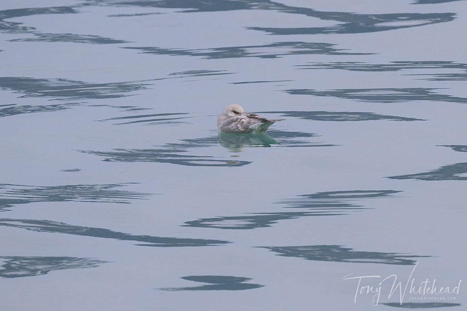 Photo of a Northern fulmar resting on still water