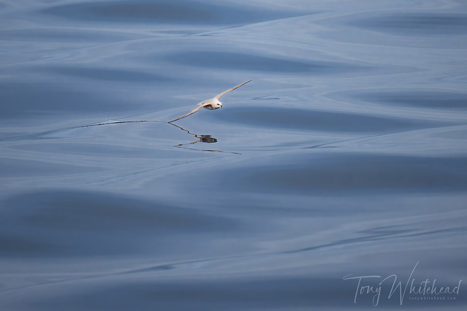 Photo of a Northern fulmar gliding over a calm sea