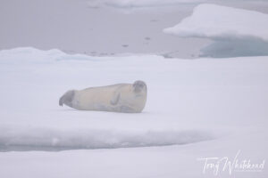 Hunting Polar Bears in a Low Contrast Landscape