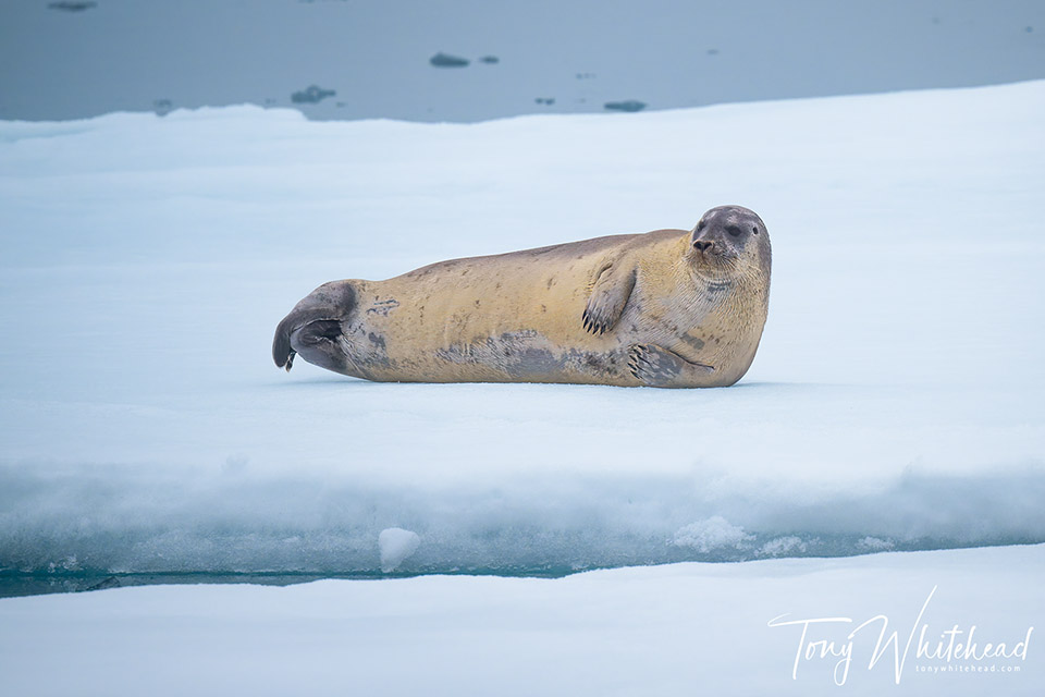 Bearded seal resting on an ice floe - processed image with contrast adjustments