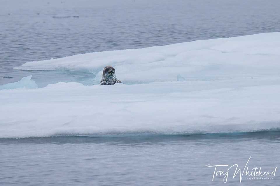 Ringed seal