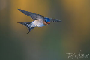 A Surfeit of Swallows
