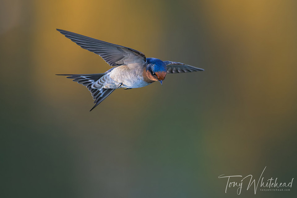 A Surfeit of Swallows