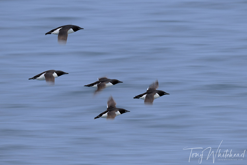 Brünnich’s guillemot 