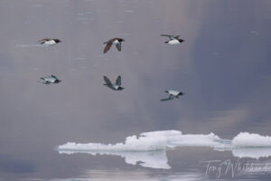 Moving Through a Mirror World