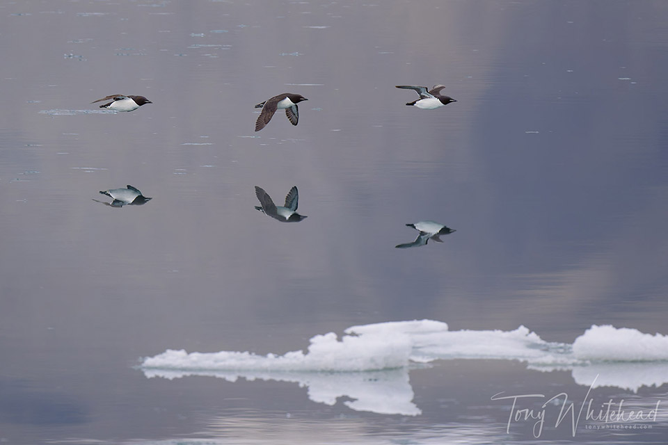 Moving Through a Mirror World