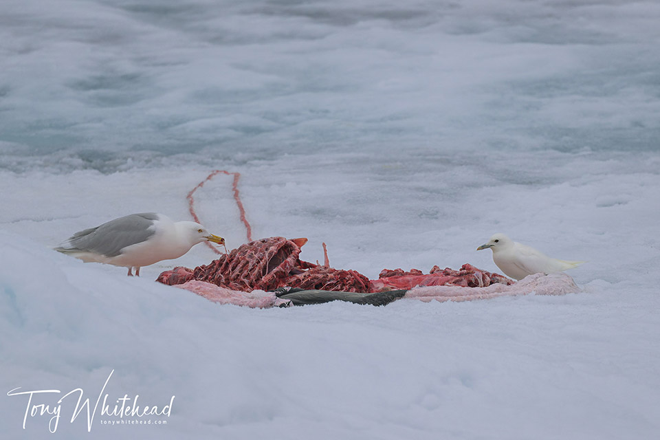 Photo of a Glaucous and Ivory gull scavenging on a Ringed seal carcass left by a Polar Bear