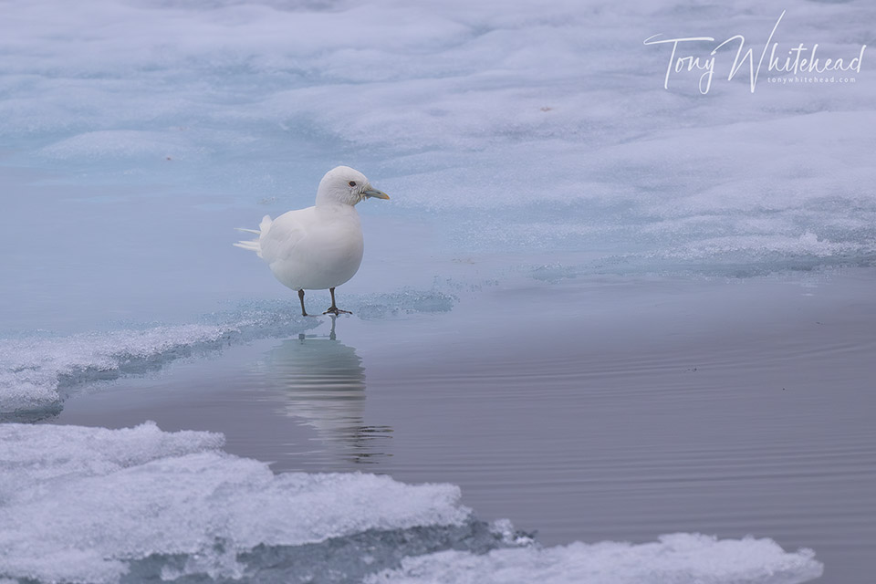 Ivory Gull