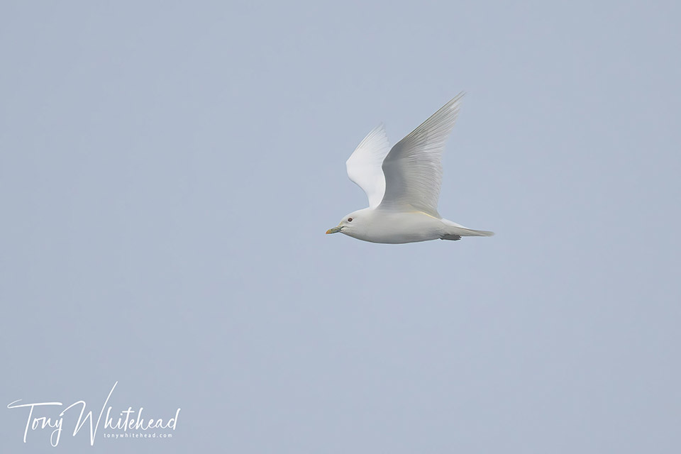 Photo of an Ivory gull in flight