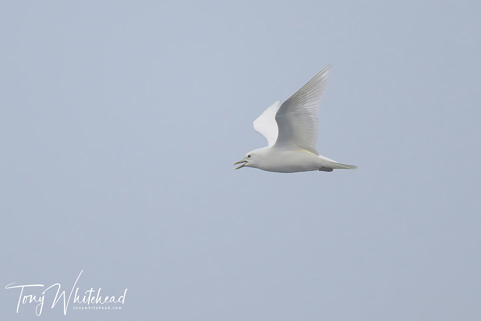 Photo of an Ivory gull in flight calling