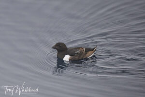 Little Auk