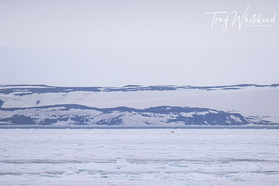 Photo of a Polar bear moving over pack ice in search of prey