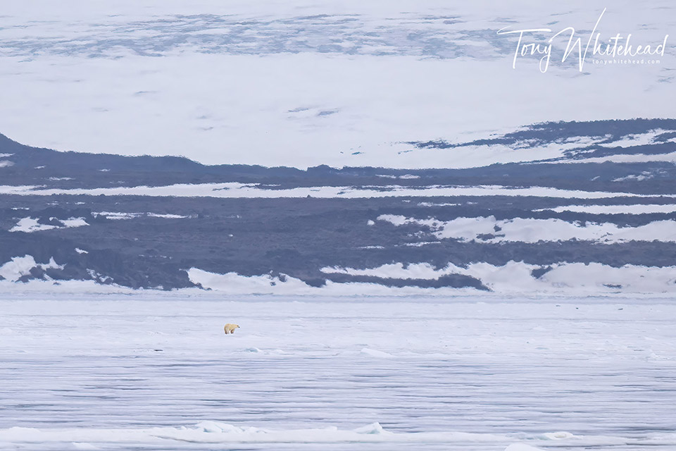 Photo of a Polar bear moving over pack ice