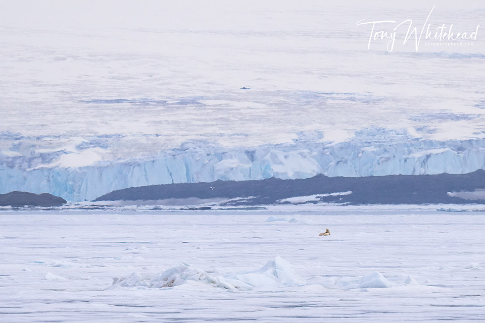 Photo of a Polar bear nursing 2 large cubs