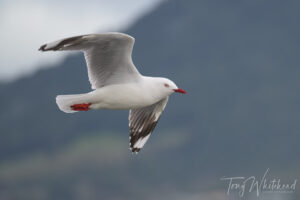 Nikon Z8 Better than Z9 for Bird Photography (again)