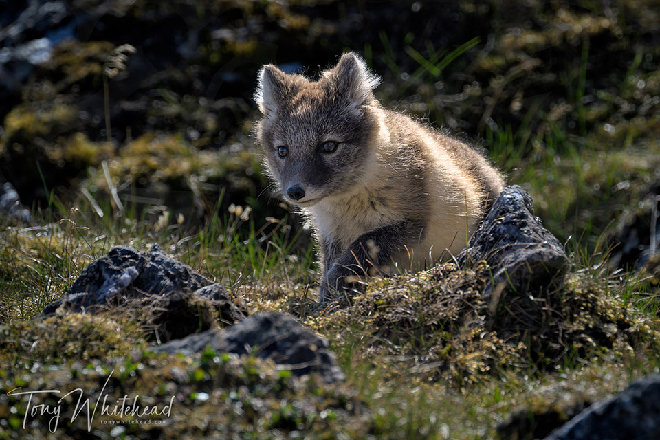 Arctic fox kit starting to explore after a sleep