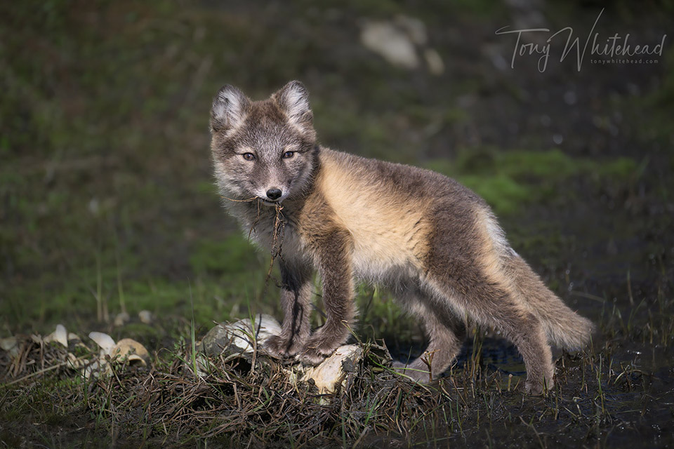 Artic fox kit posing in some frontal light
