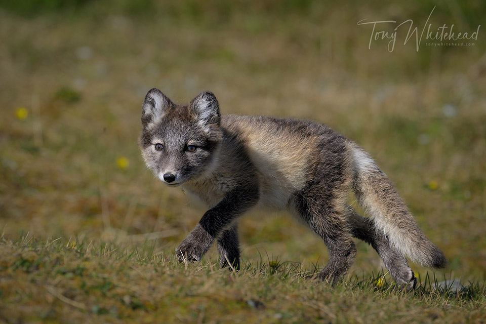 Photo of an Arctic fox kit