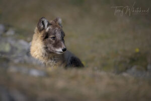 Arctic Fox