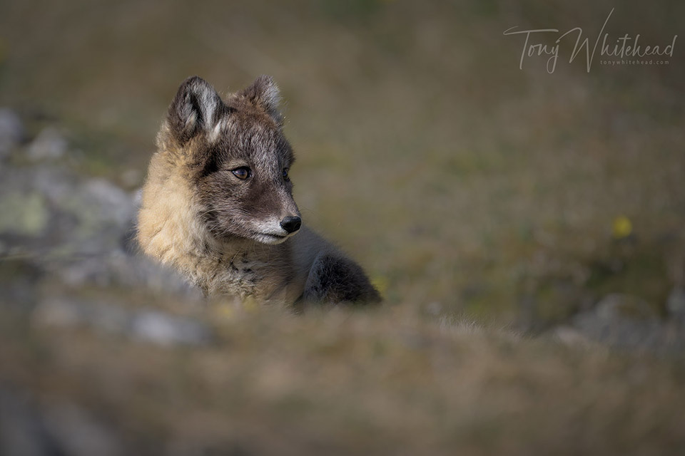 Photo of an Arctic fox kit
