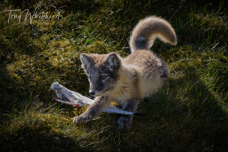 Photo of an Arctic fox kit playing with a kittiwake wing