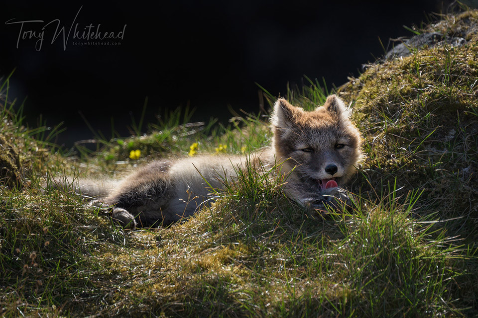 photo of an Arctic fox kit yawning