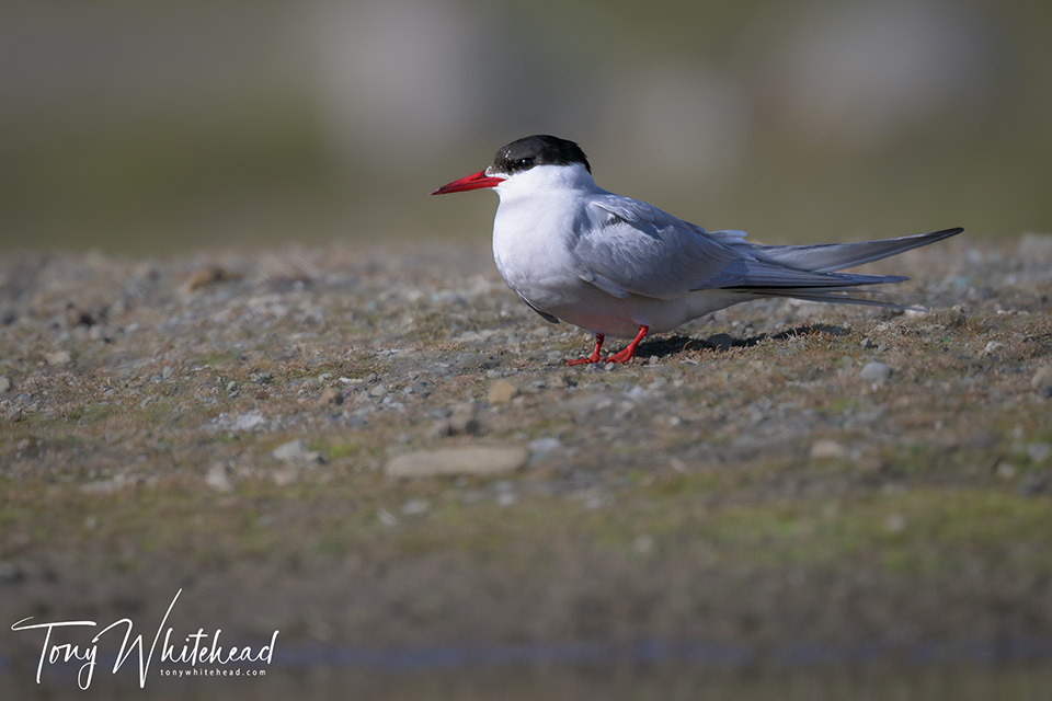 Photo of an Arctic tern