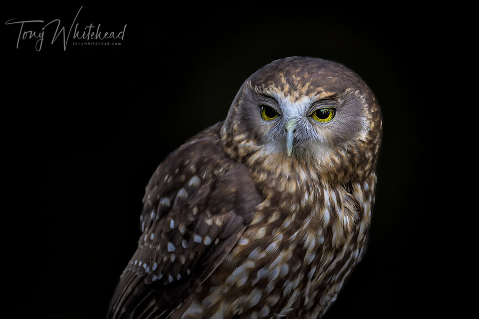 Rotorua Bird Photography Workshop