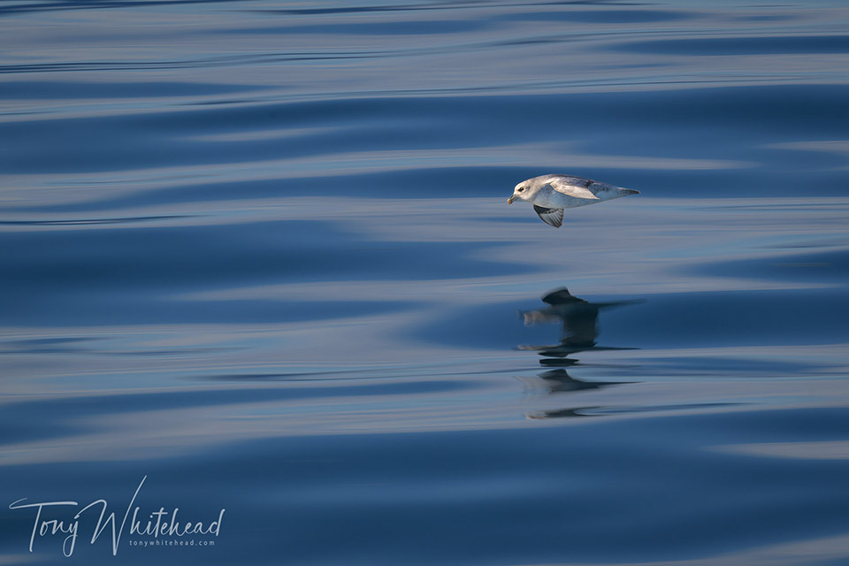 photo of a Northern fulmar in flight over a calm sea