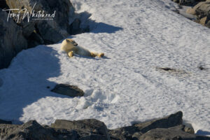 A Final Bonus Polar Bear