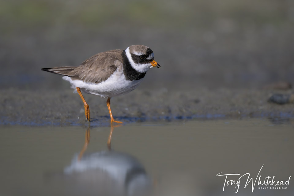 Photo of a Ringed plover