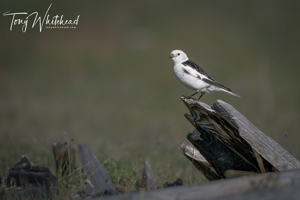Photo of a Snow bunting amongst mine detritus