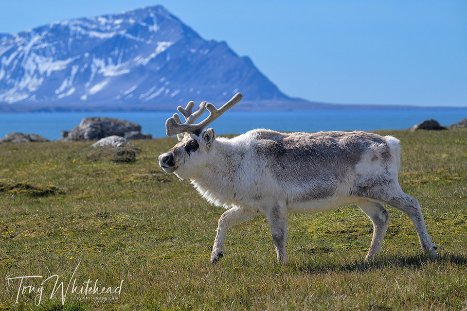 Photo of a Svalbard reindeer