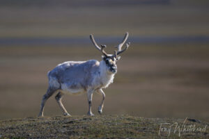 A Farewell Gift from a Svalbard Reindeer