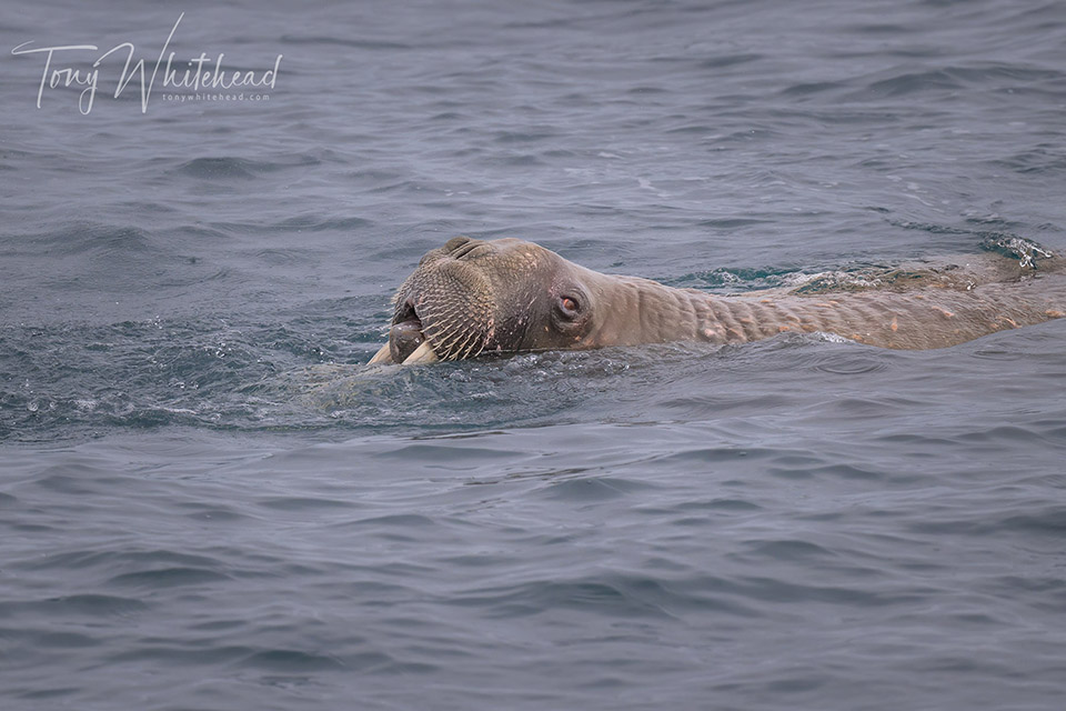 Photograph of a Walrus at sea